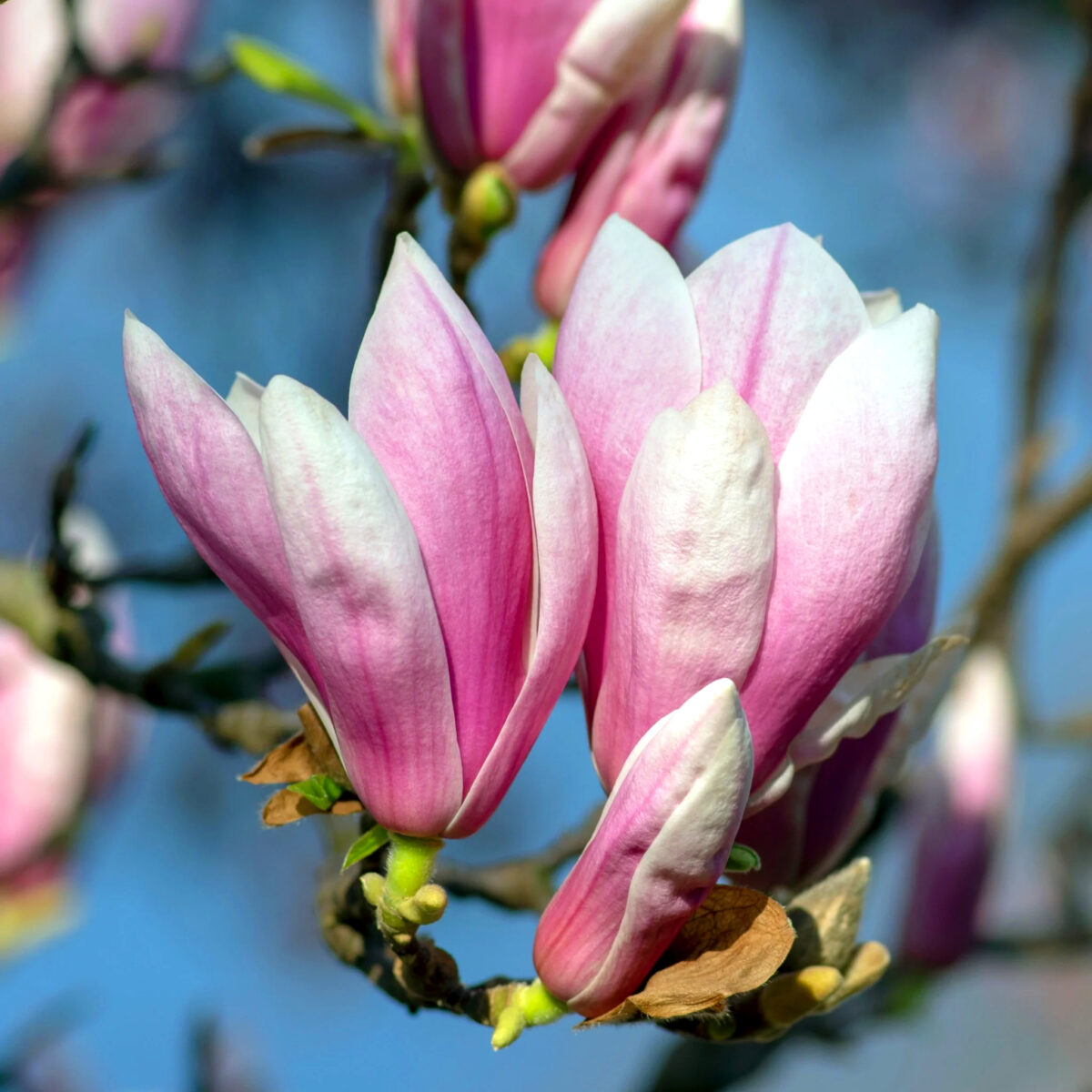 magnolia soulangeana copac magnolia soulangeana copac