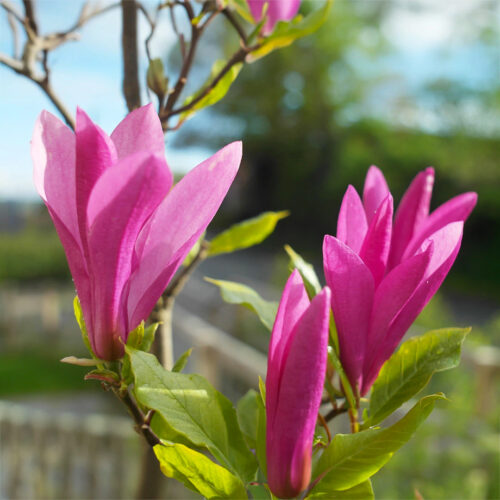 magnolia susan magnolia susan