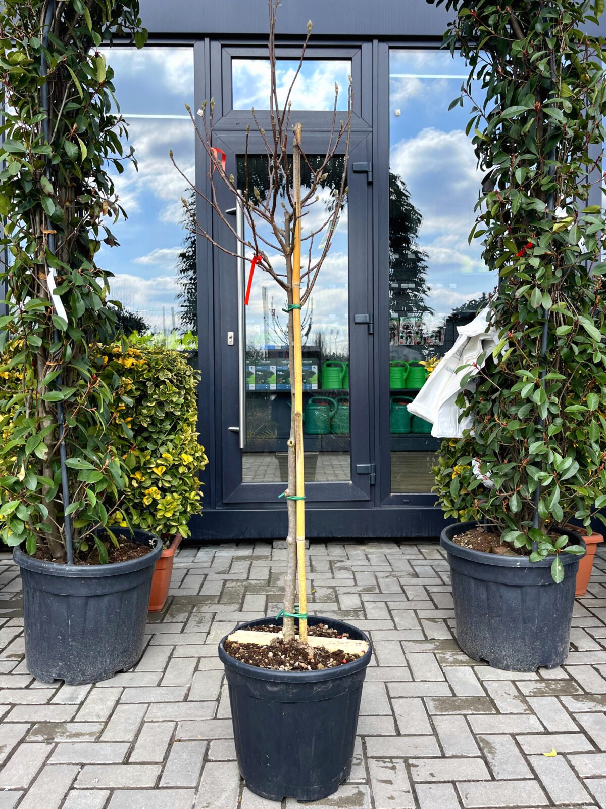 magnolia susan pe picior 2800 scaled magnolia susan pe picior 2800 scaled