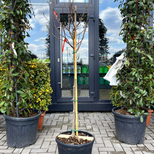 magnolia susan pe picior 2800 scaled magnolia susan pe picior 2800 scaled