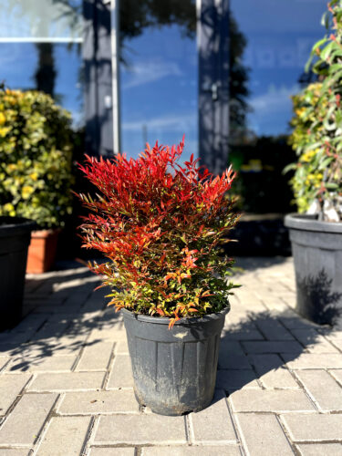 nandina domestica blush pink 480 nandina domestica blush pink 480