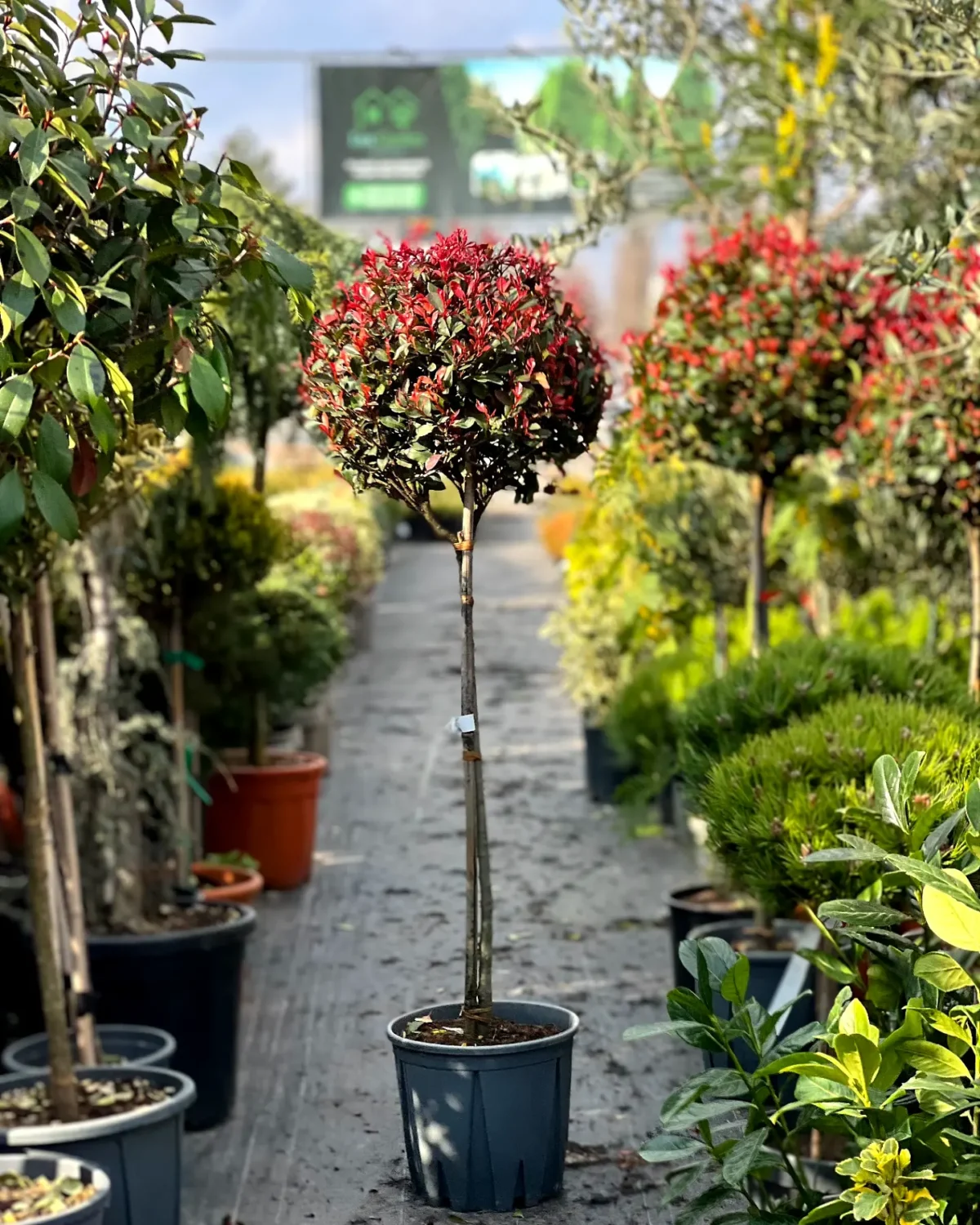 photinia fraseri nana 2 photinia fraseri nana 2