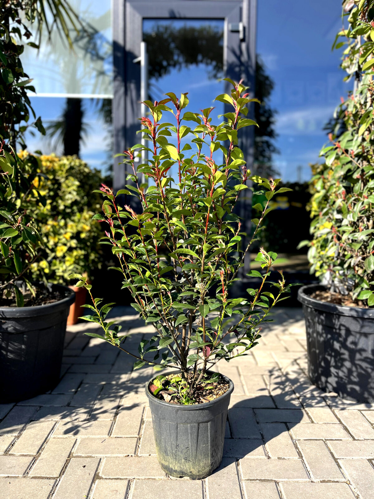 photinia-fraseri-robusta-950