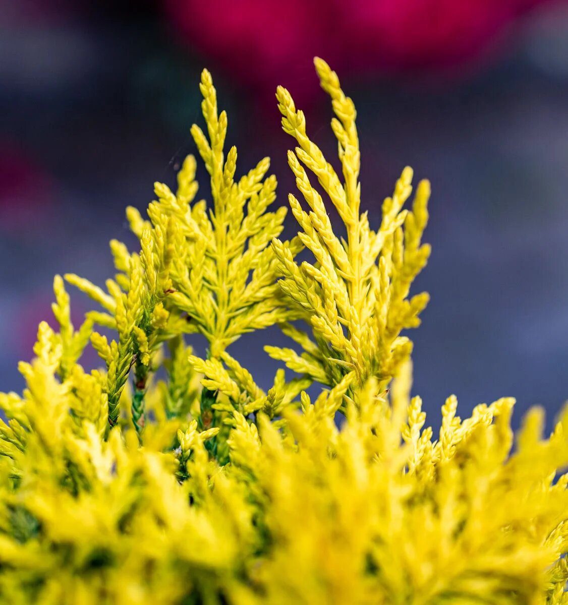 Leylandii Gold Rider - imagine 3
