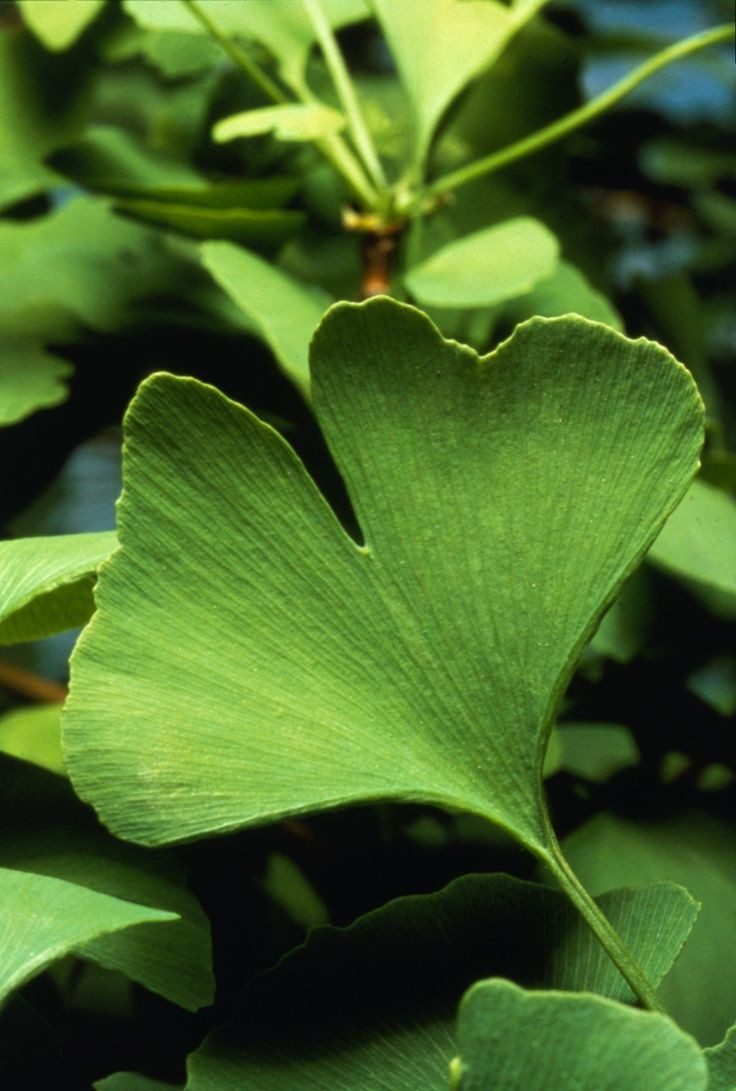 Ginkgo Biloba Blagon - imagine 3