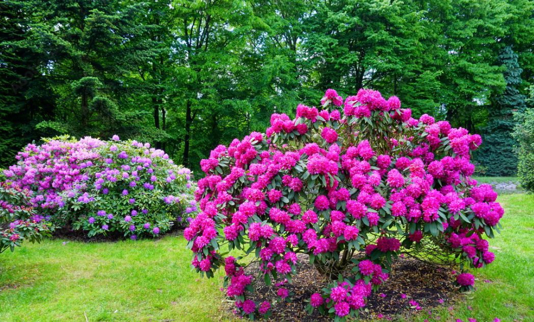 Rododendron Nowa Zembla - imagine 3