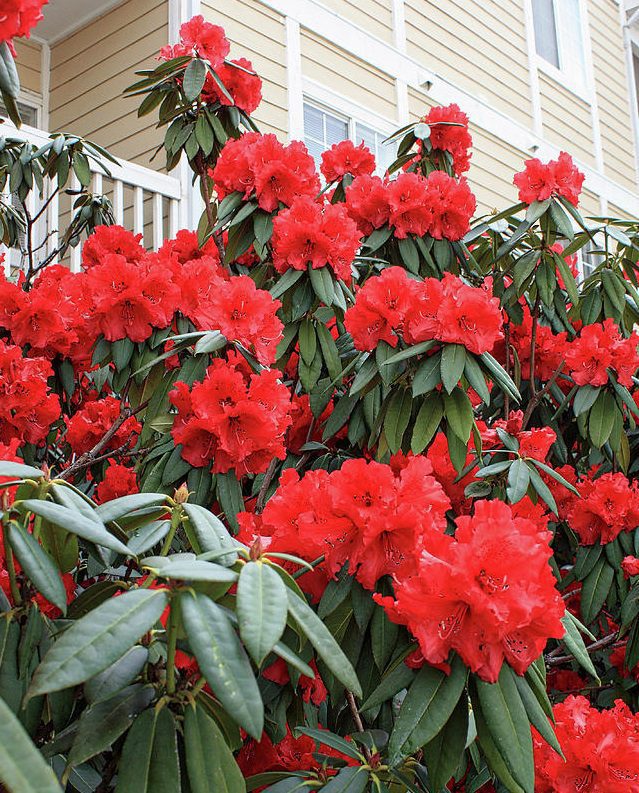 Rododendron Dotella - imagine 3