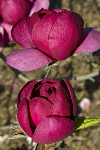 Magnolia Black Tulip