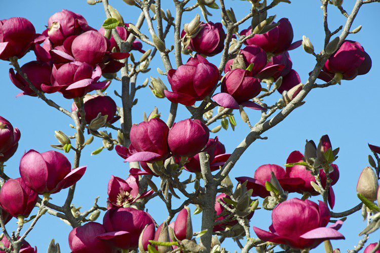 Magnolia Black Tulip - imagine 5
