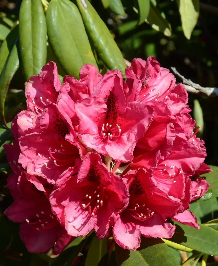 Rododendron American Beauty