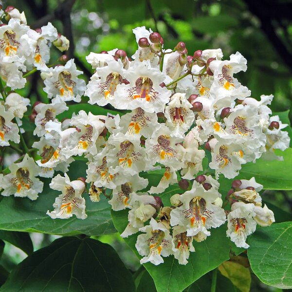 Catalpa - imagine 4