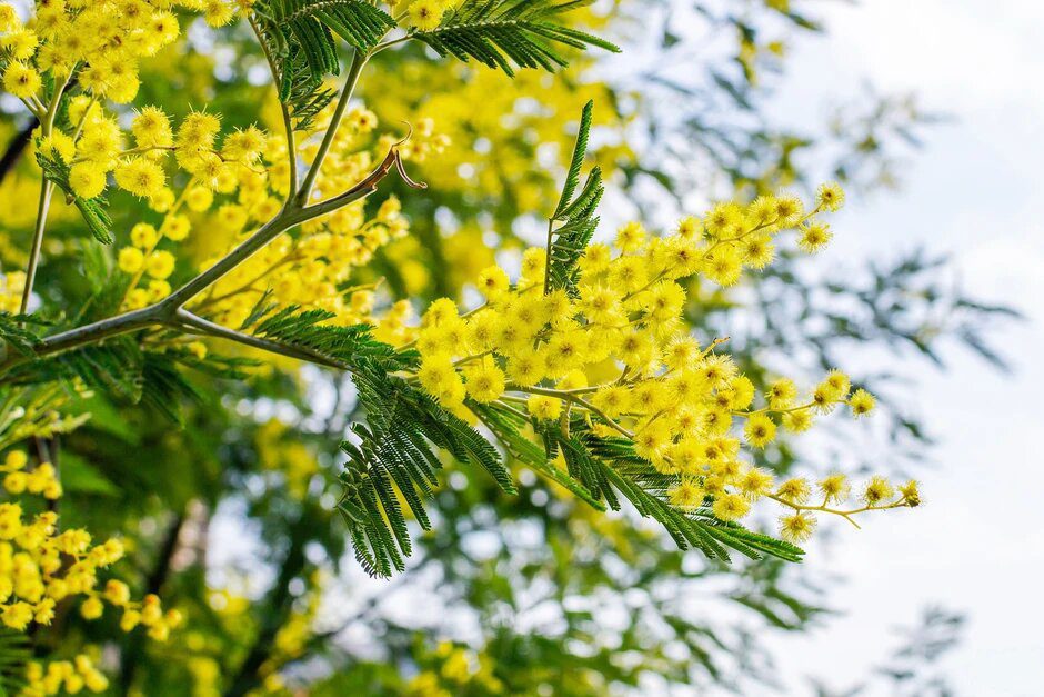 Mimosa