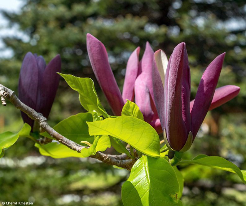 Magnolia Black Beauty - imagine 3