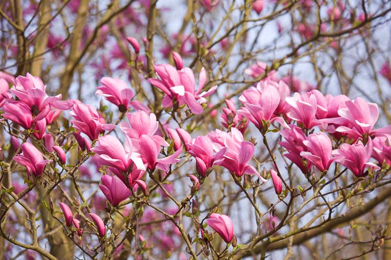 Magnolia Galaxy - imagine 3