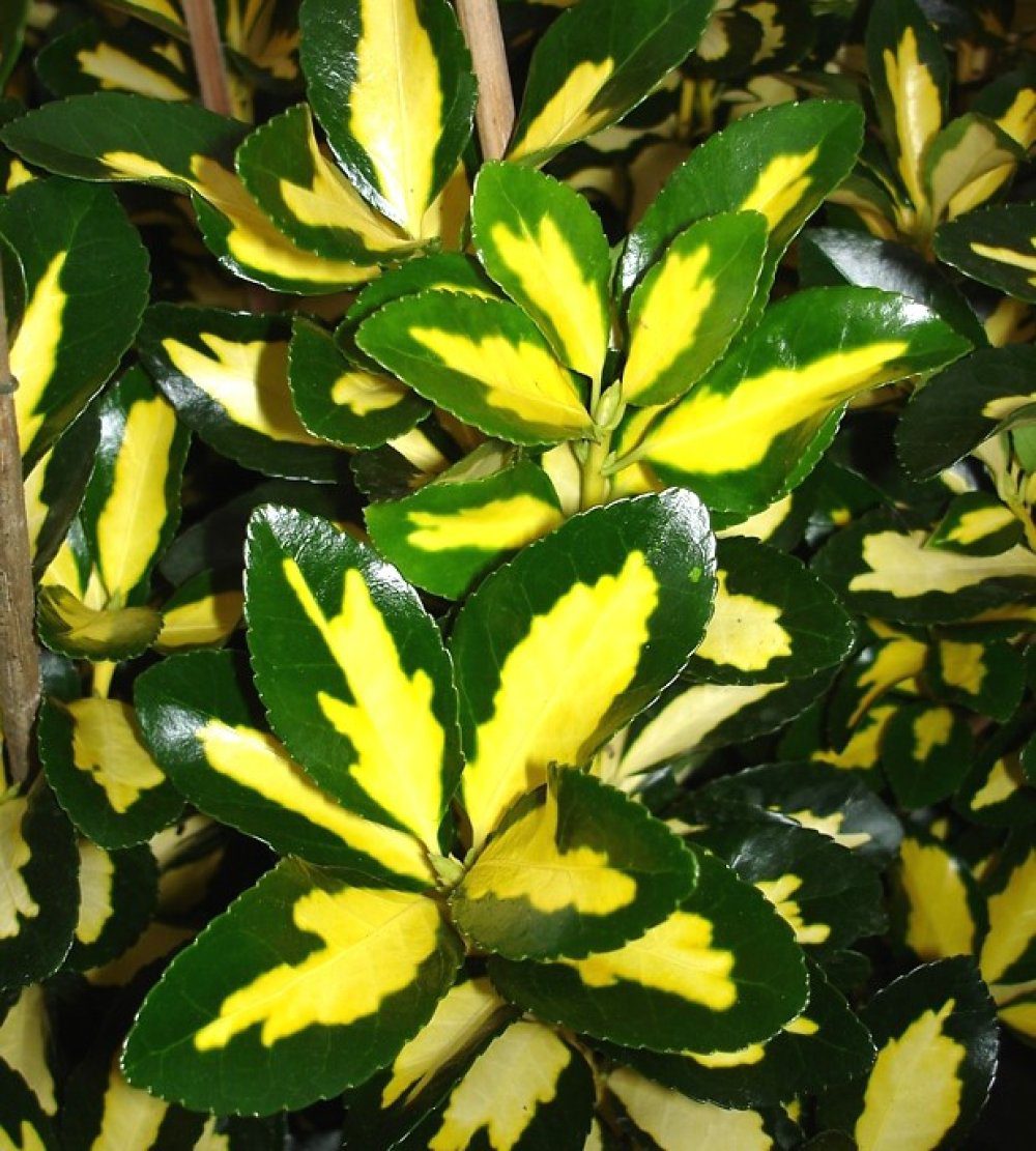 Euonymus Interbowli