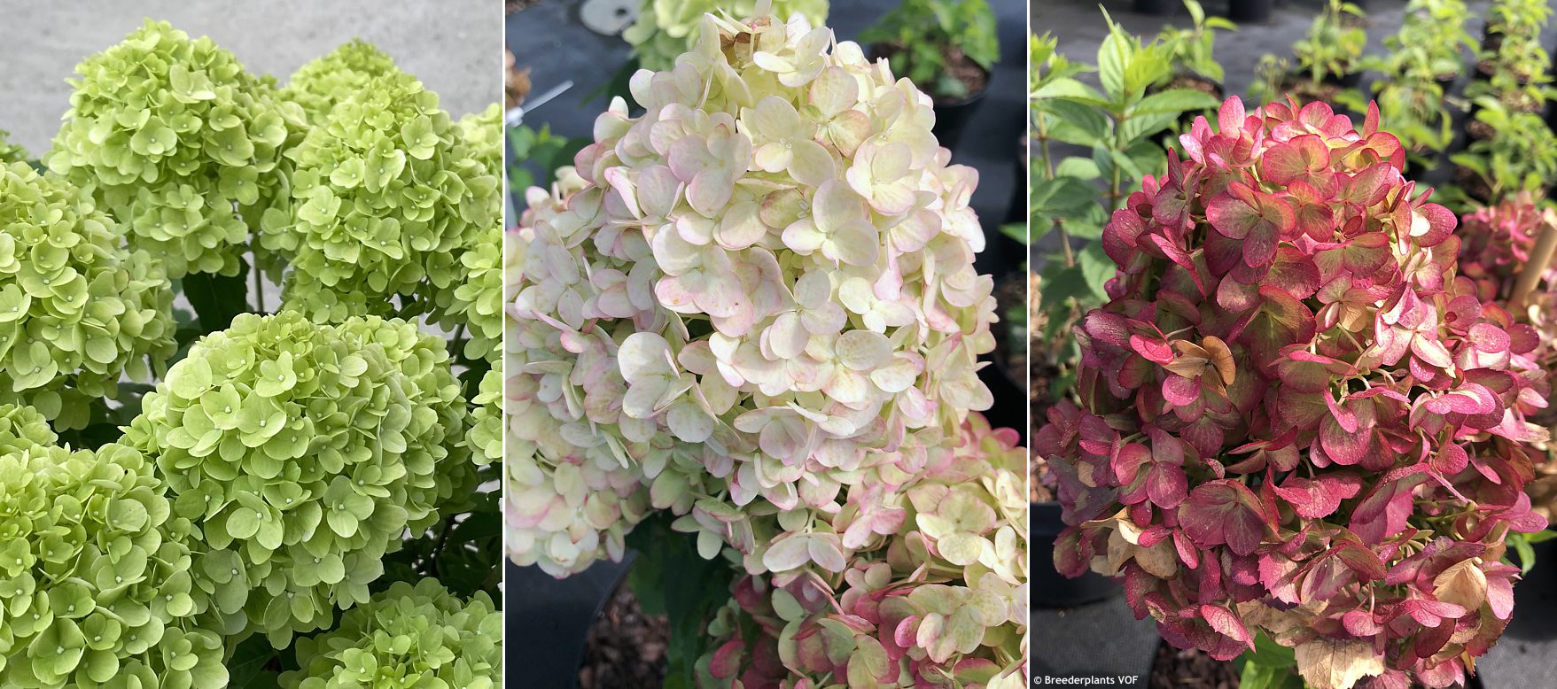 Hortensia Petite Cherry - imagine 5