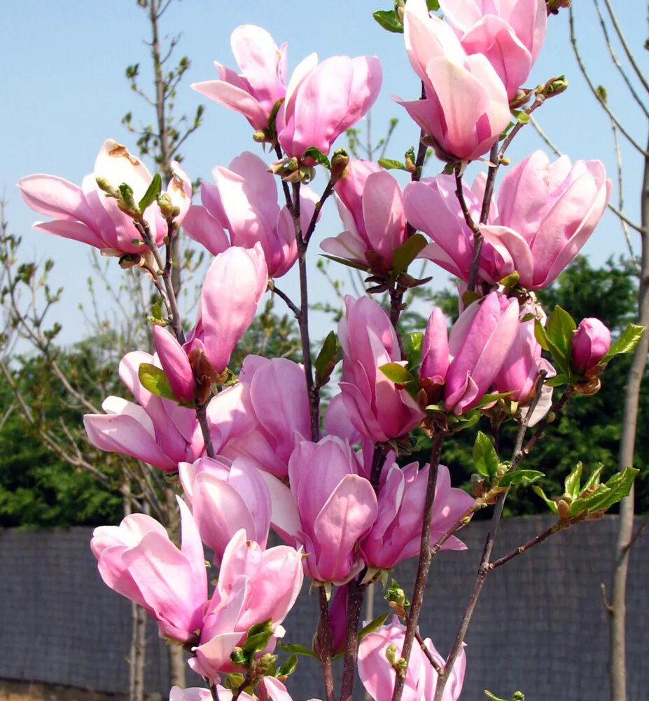 Magnolia George Henry Kern