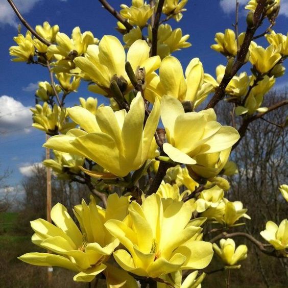 Magnolia Yellow Lantern - imagine 3