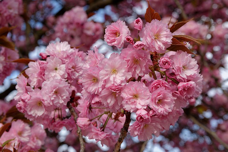 Sakura Kanzan cu frunza verde - imagine 4