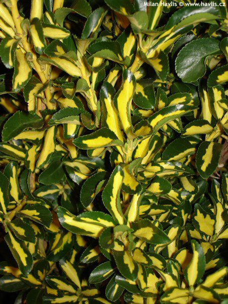 Euonymus Aureopictus