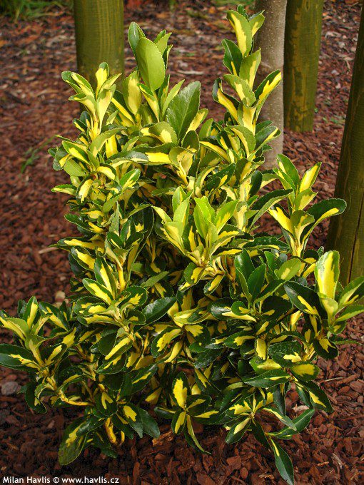 Euonymus Aureopictus - imagine 4