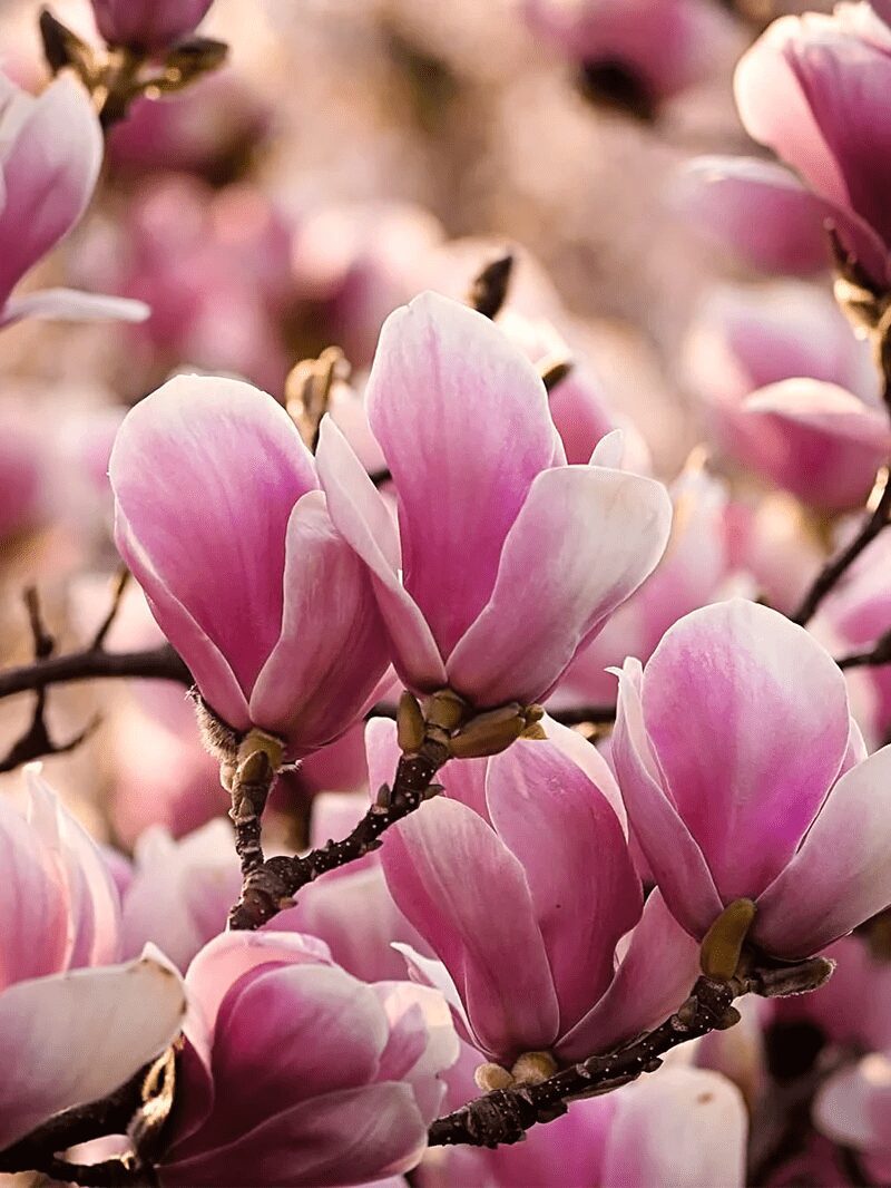 Magnolia Alexandrina