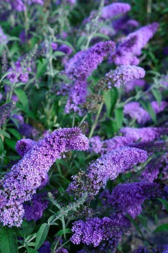 Buddeleja davii nanho purple Buddeleja davii nanho purple