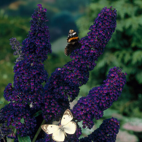 Buddleia davidii Black Knight Buddleia davidii Black Knight