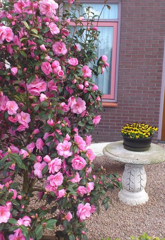 Camelia Japonica - imagine 5