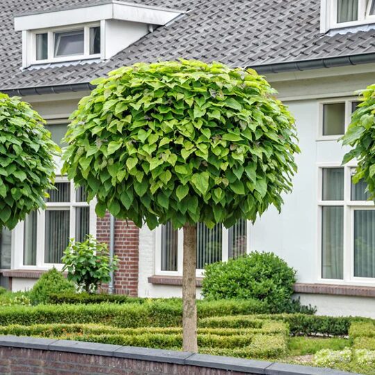Catalpa Nana
