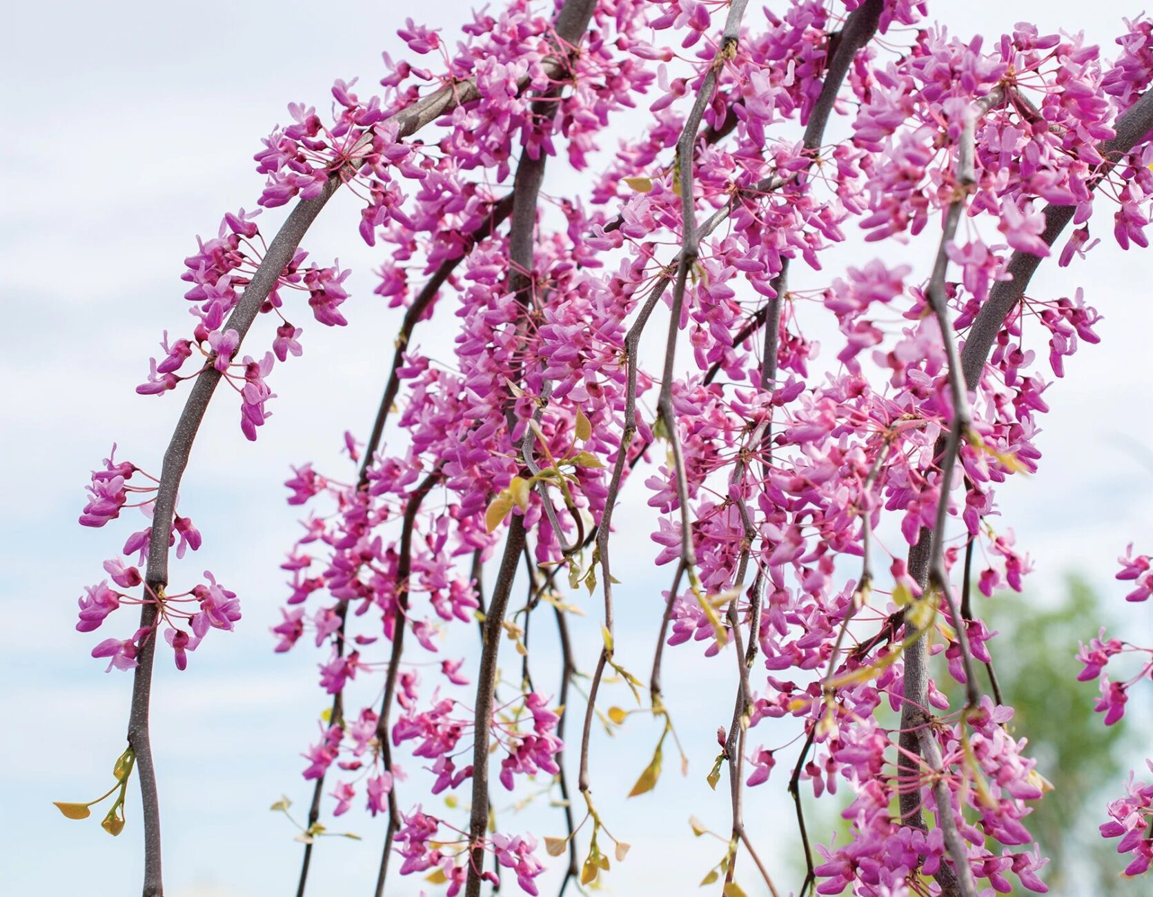 Cercis canadian