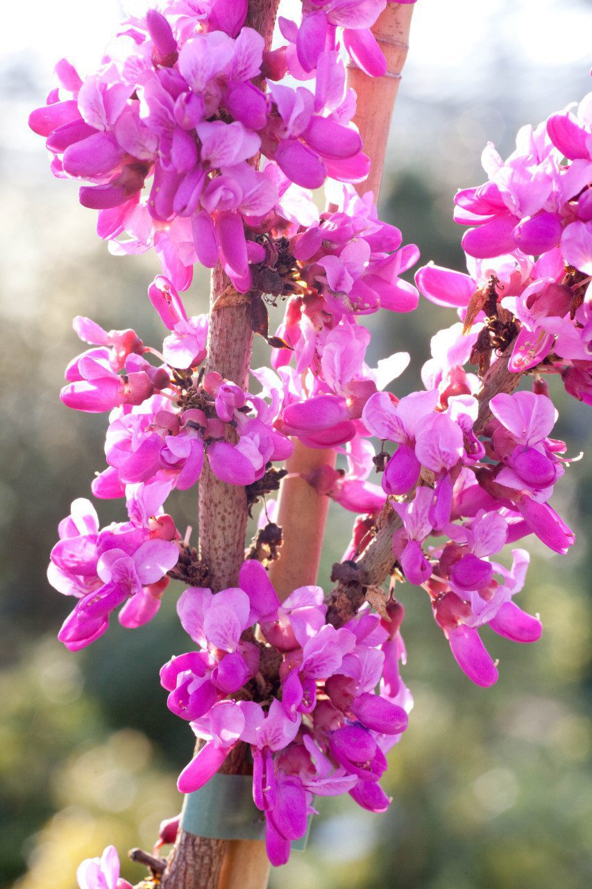 Cercis ( arborelele lui Iuda ) - imagine 3
