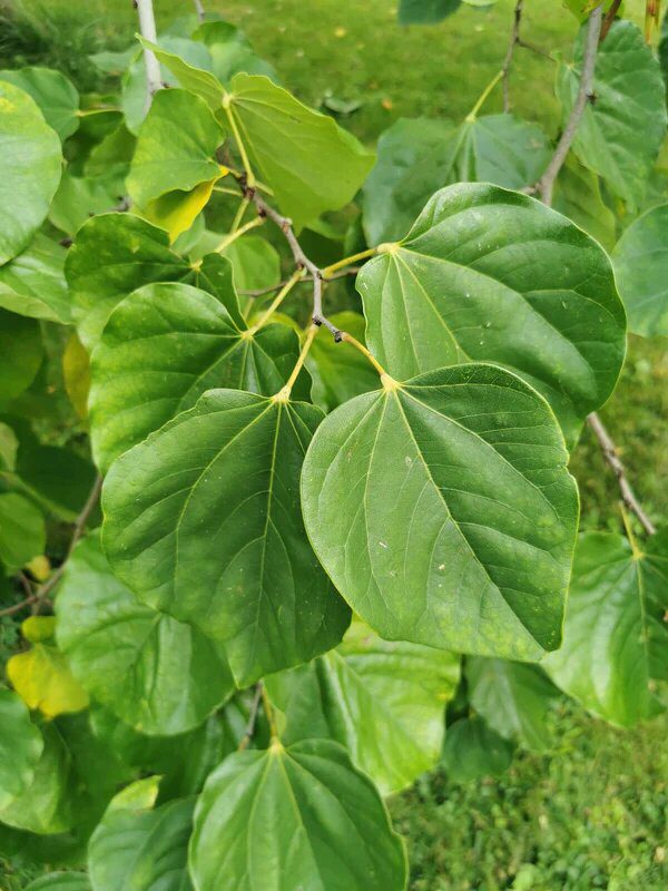 Cercis ( arborelele lui Iuda ) - imagine 4