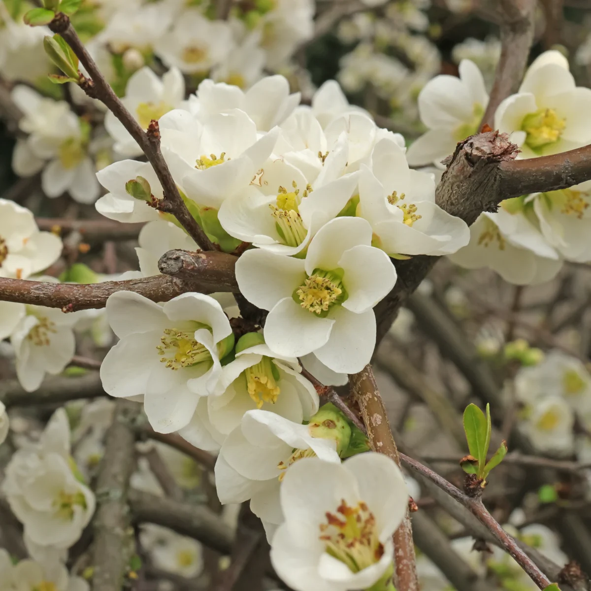 Chaenomeles × superba Jet Fire 1 Chaenomeles × superba Jet Fire 1
