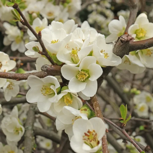 Chaenomeles × superba Jet Fire 1 Chaenomeles × superba Jet Fire 1