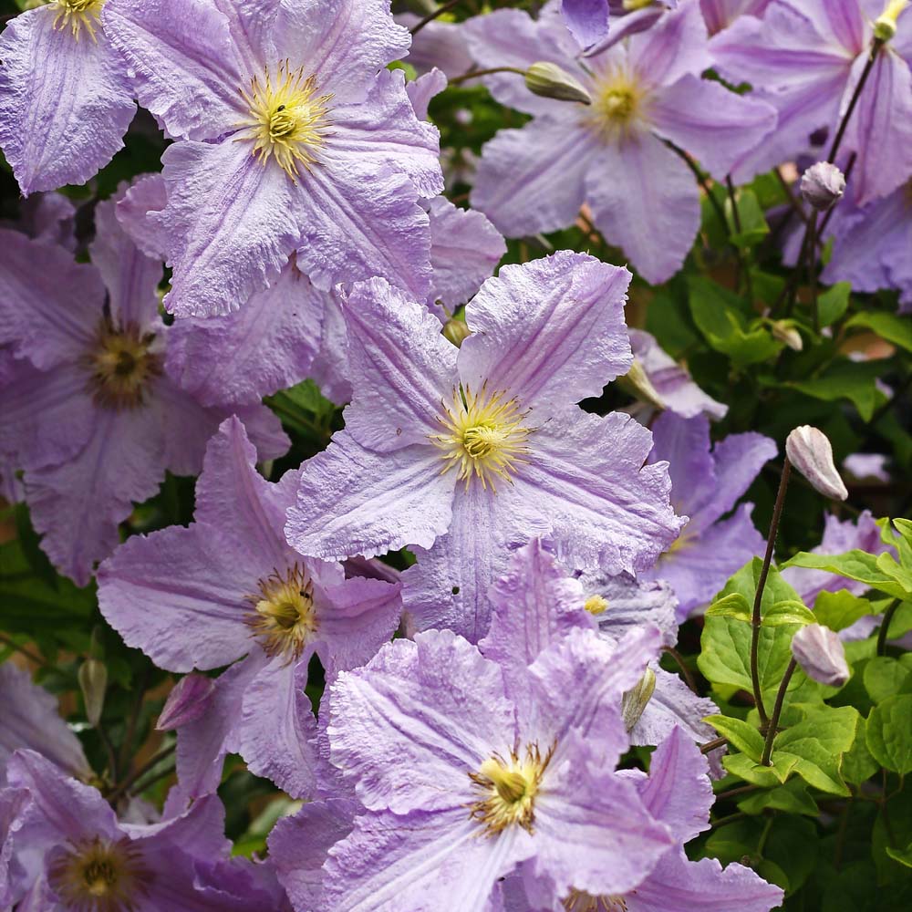 Clematis Blue Angel
