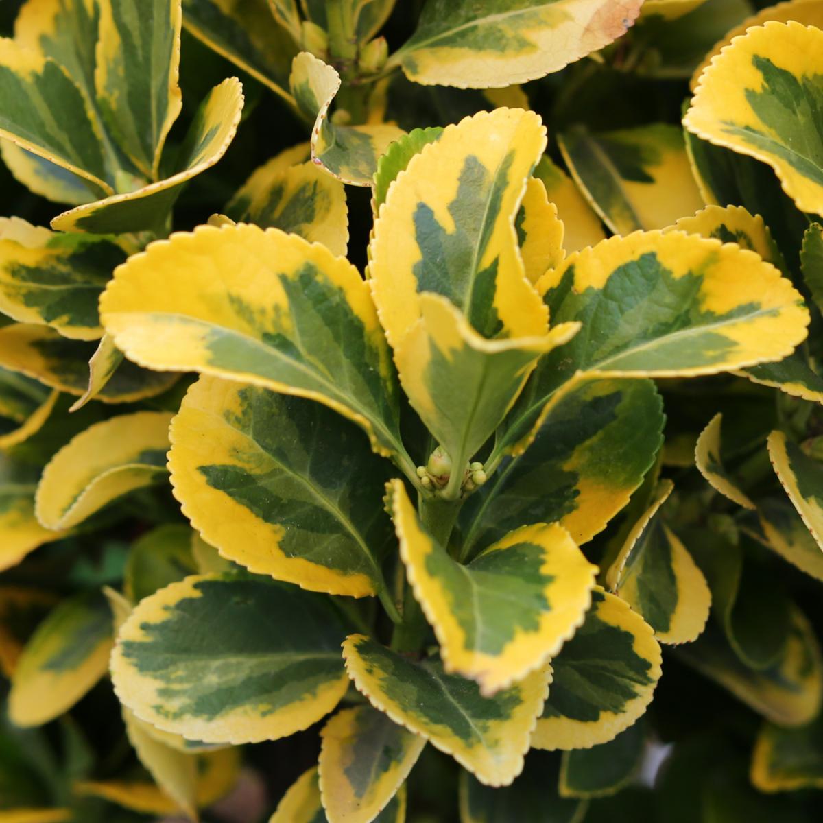 Euonymus Elegantissimus Aureus