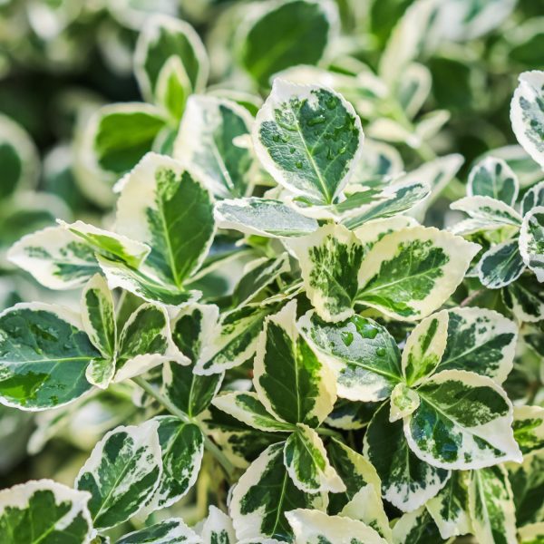 Euonymus Emerald Gaiety