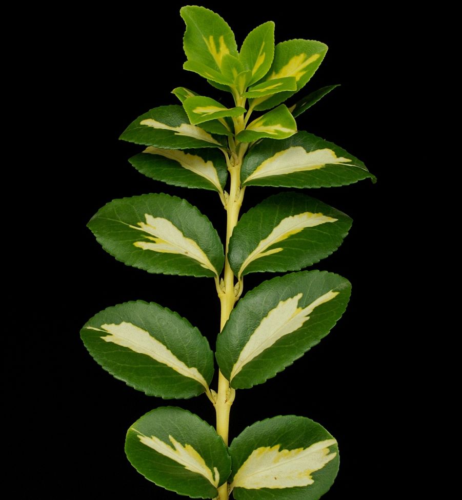 Euonymus Sunspot - imagine 3