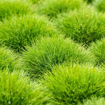 Festuca gautieri