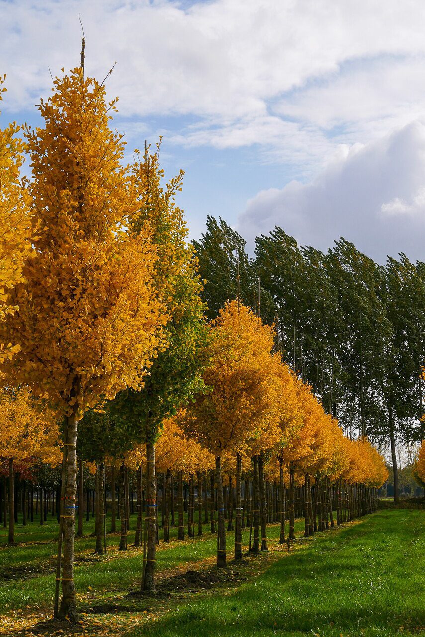 Ginkgo Biloba Blagon - imagine 4