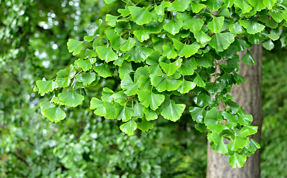 Ginkgo Biloba (arborele pagodelor)