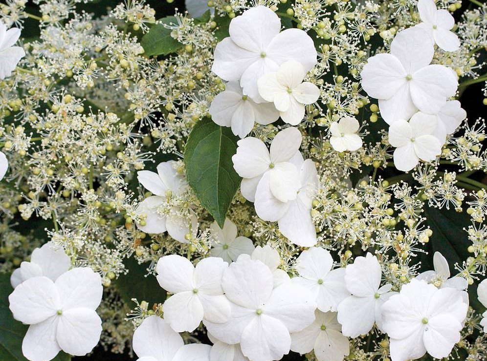 Hortensia cățărătoare