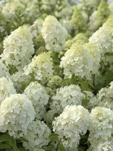 Hortenzia Magical Sweet Summer Hortenzia Magical Sweet Summer