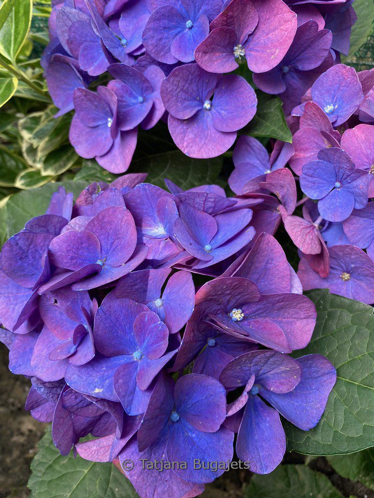 Hortensia Jip Blue - imagine 4