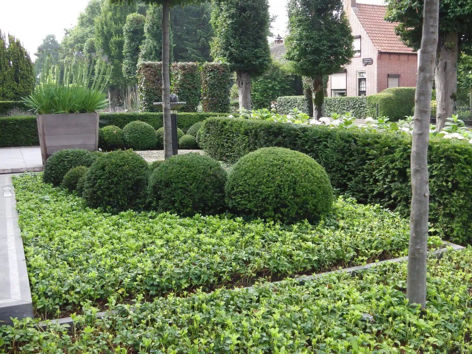 Taxus Baccata Glob - imagine 4