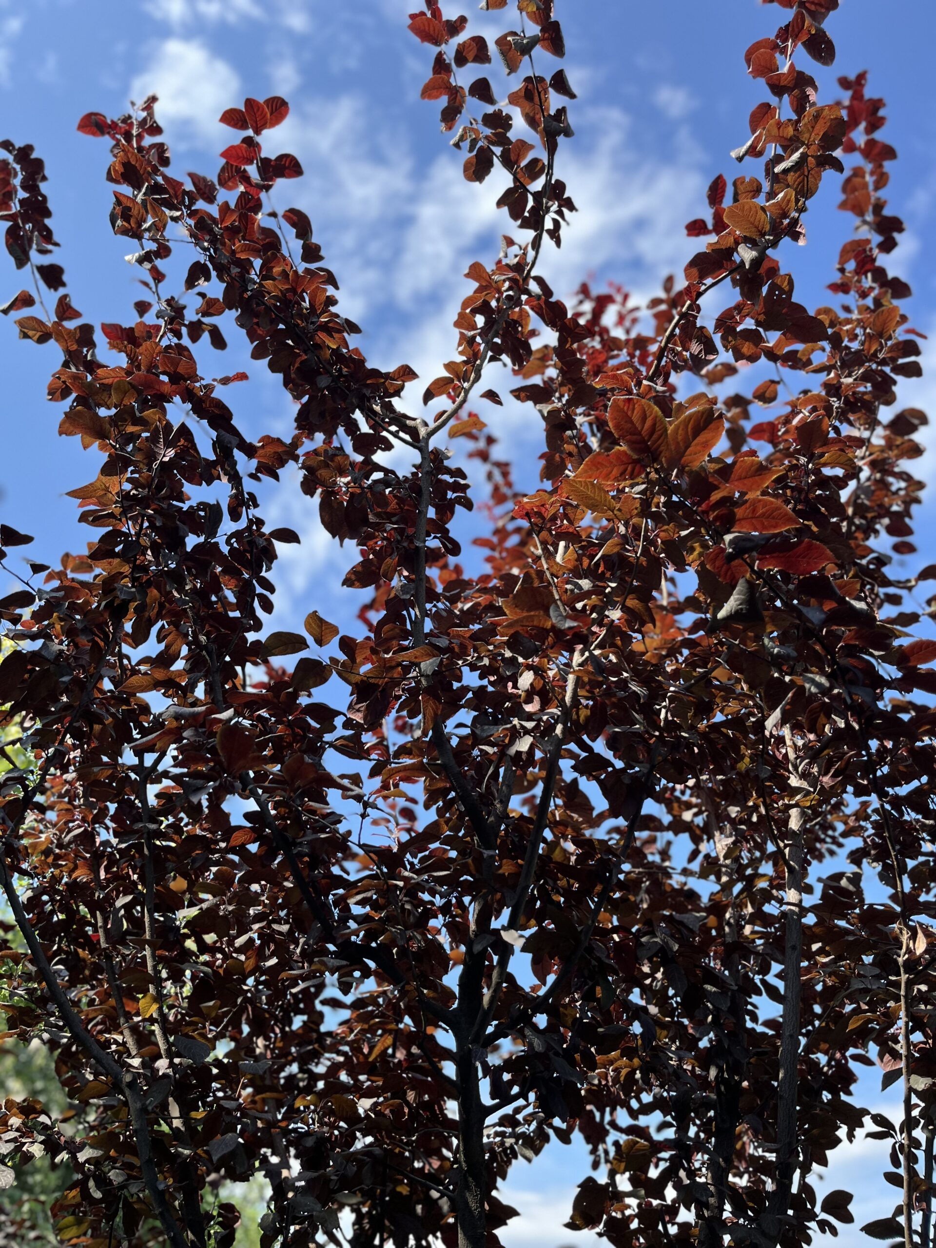 Prunus Pisardii - imagine 4