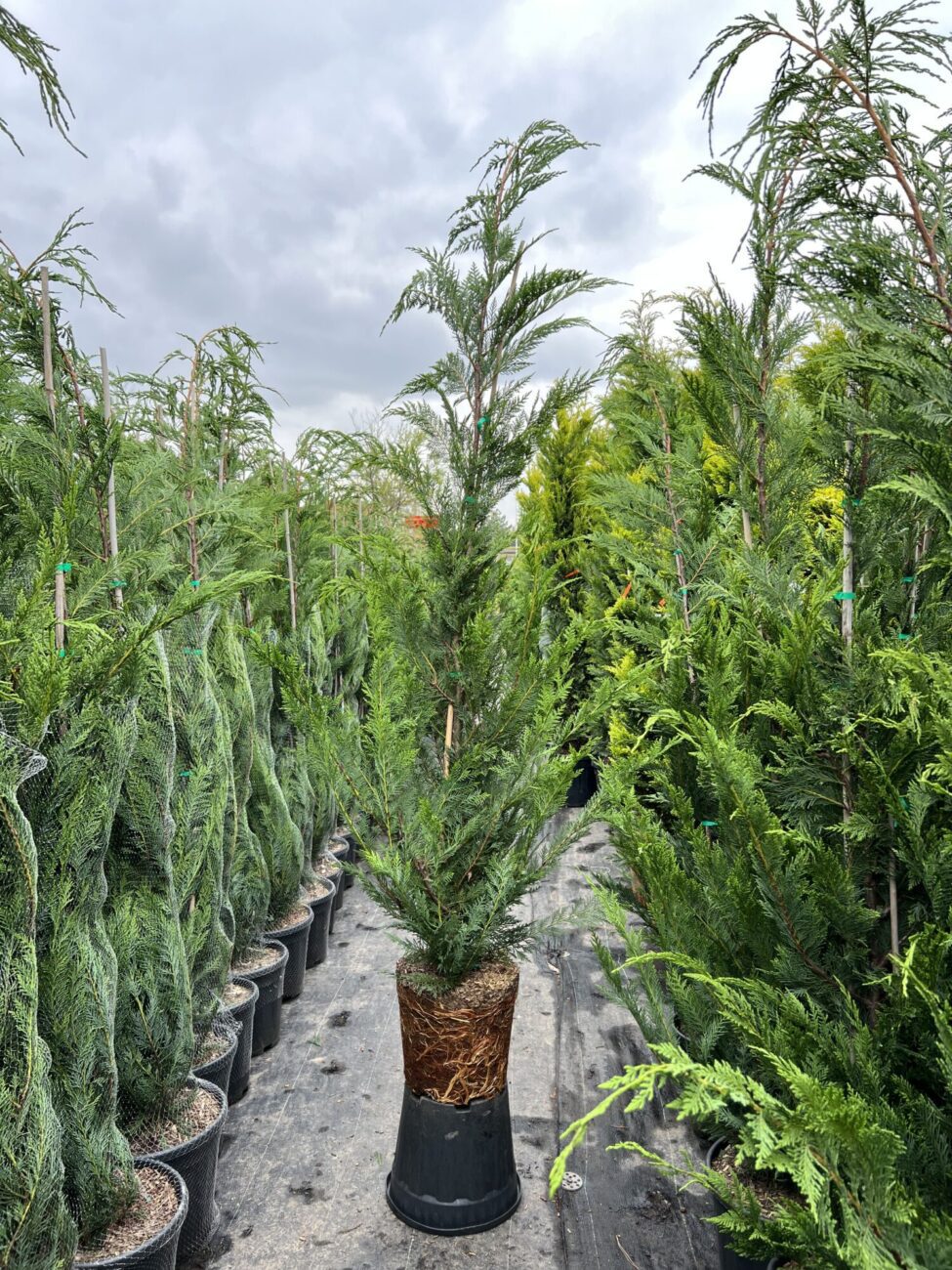 Chiparos leylandii