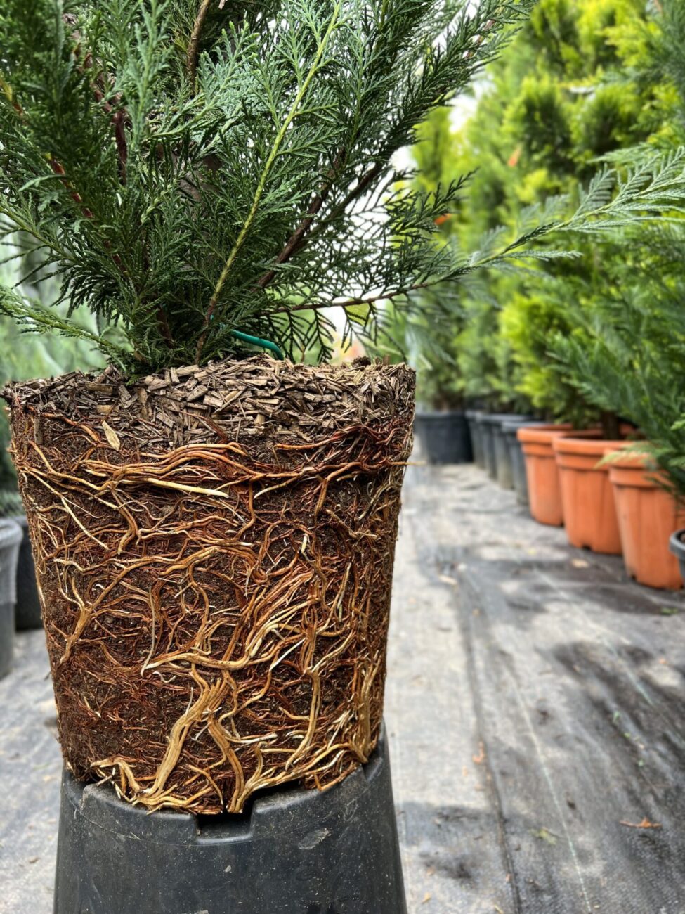 Chiparos leylandii - imagine 6