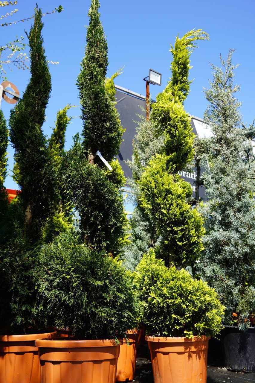 Leylandii aurii spirală - imagine 3